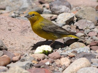 Bright yellow finch near Aconcagua in Argentina’s Andes, perched among sunlit mountain rocks.