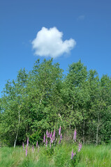 common Foxglove resp.Digitalis purpurea,Hohes Venn Nature Reserve,the Eifel,Germany