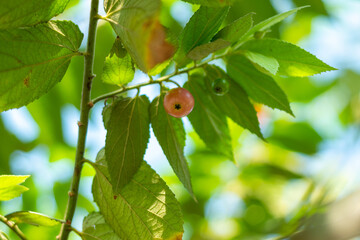 Fototapeta premium red Muntingia calabura fruit