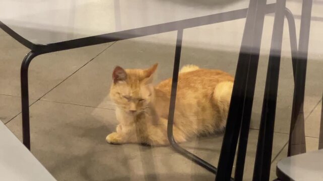 Orange tabby cat Felis catus lying on tiled flooring, opening its eyes and turning its head to look around after resting.