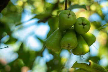 green water apple fruit