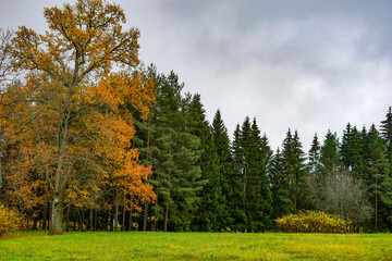 Autumn Forest Edge with Green Field under Overcast Sky