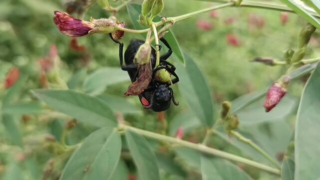 The insect in the image is a female broad-handed carpenter bee Xylocopa latipes, one of the largest bees found in India and Southeast Asia. 