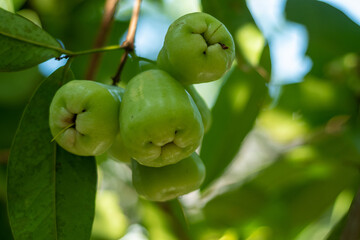 green water apple fruit