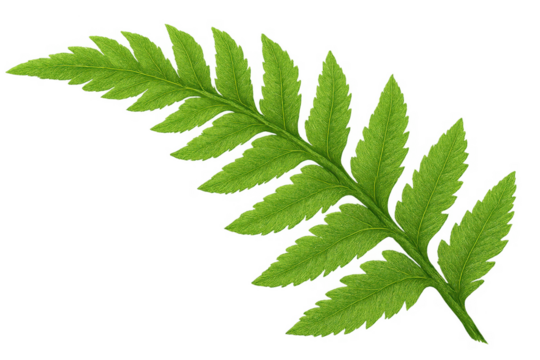 Green fern leaf frond on transparent background