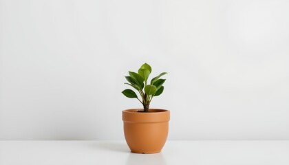 Fototapeta premium A small potted plant with green leaves placed on a table. The plant has a visible stem and is set against a plain background. The table appears to be a simple, flat surface with minimal detail