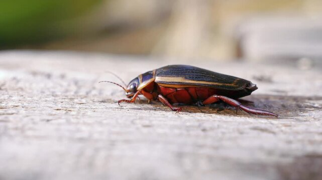 Dytiscus latissimus aquatic beetle crawling