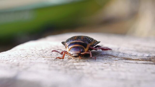 Dytiscus latissimus aquatic beetle crawling