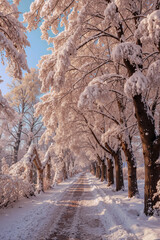 road in winter forest