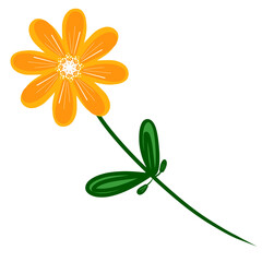 yellow flower isolated on white