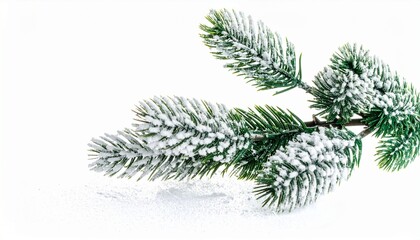 Close up of pine branch covered in snow. Evoking a sense of calm and winter wonderland. The branch is a vivid green with snowy accents.