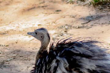 Ostrich in the wild, close-up of head and neck