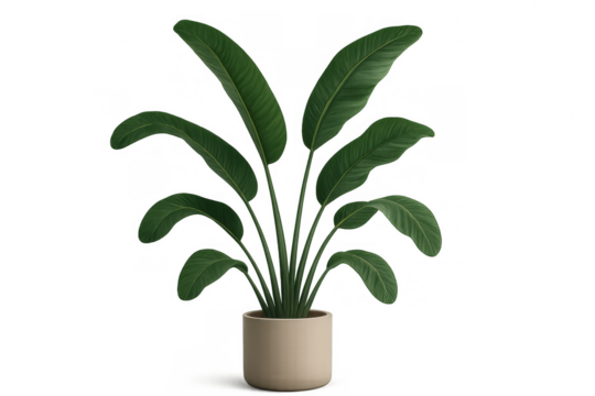 Strelitzia plant, bird of paradise houseplant with large green leaves in a minimal pot, transparent background