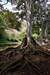 Obraz premium Exotische Pflanzen McBryde Garden & Allerton Garden Hawaii