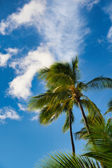 Palme vor blauem Himmel, Hawaii