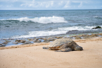 Schildkr&ouml;te am Strand von Hawaii