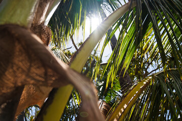 Palmwedel auf Hawaii