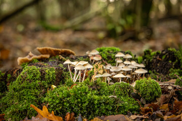 Mushrooms and moss growing on a decaying tree stump in Sussex woodland