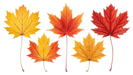 Fototapeta premium Collection of autumn maple leaves in vibrant colors isolated on transparent background