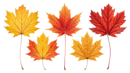 Collection of autumn maple leaves in vibrant colors isolated on transparent background