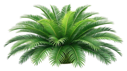 Fototapeta premium Green cycad palm plant isolated on transparent background