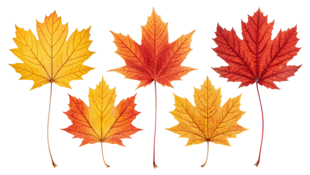 Collection of autumn maple leaves in vibrant colors isolated on transparent background