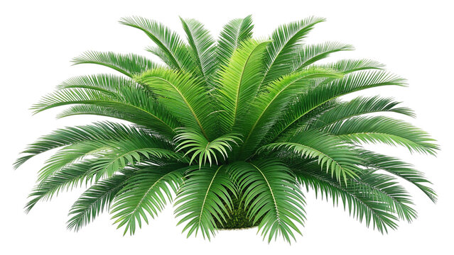 Green cycad palm plant isolated on transparent background