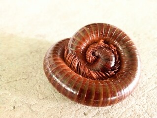 Close Up of Giant Centipede with Body Curling up into Spiral on Concrete Floor