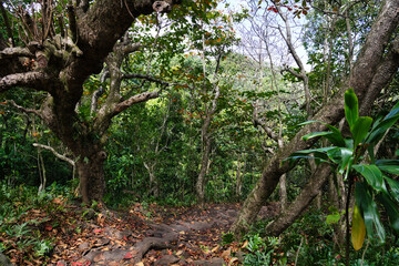 Wanderung durch den Haleakala National Park auf Maui, Hawaii