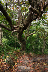 Haleakala National Park, Pipiwai Trailhead, Maui