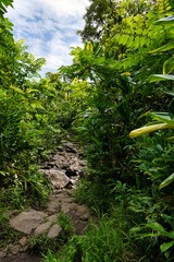 Trail zu den Waimoku Falls auf Maui, Hawaii
