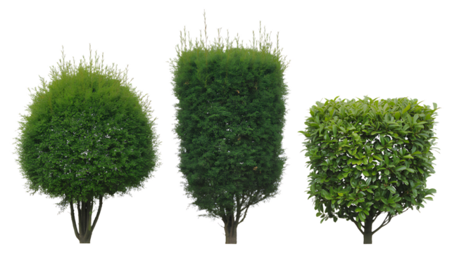 Three Different Shaped Evergreen Shrubs on White Background image graphic isolated on a transparent background