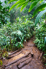Hiking im Nationalpark Waimea Canyon, Kauai, Hawaii