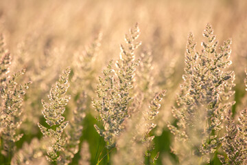 Soft sunlight illuminates golden grass in a serene field during late afternoon hours