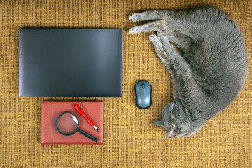 Cozy workspace with gray cat lounging next to laptop and office supplies on a textured surface