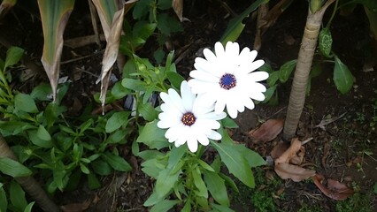 white flowers in the garden