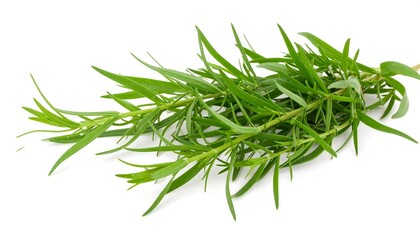 Fresh sprigs of vibrant green tarragon