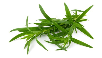 Fresh tarragon herb bunch