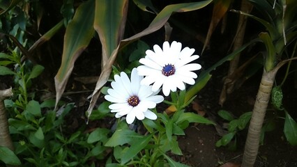 white flower in the garden