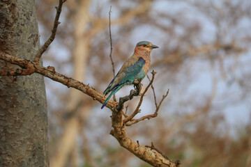 The Indian Roller — the pride of Karnataka — spotted in Nagarahole National Park.