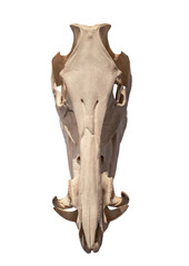 wild boar skull on white, isolated
