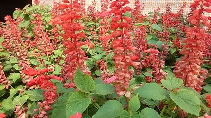 red flowers in garden