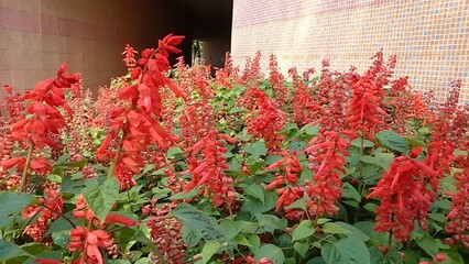 red flowers in the garden