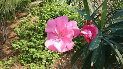 pink flower in garden