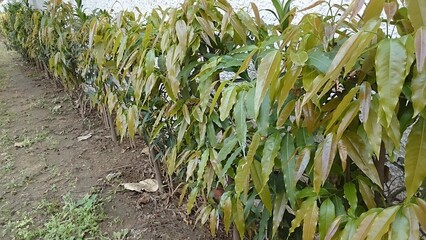 line of Asoka trees in the garden