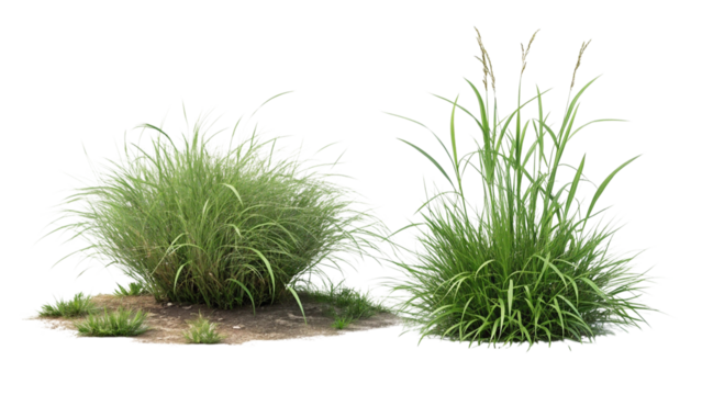 Two clumps of green ornamental grass isolated on transparent background
