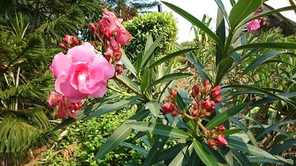 pink roses in garden 
