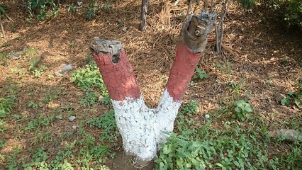 a tree trunk in a park