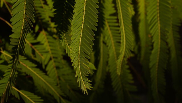 Amla tree green fern leaves