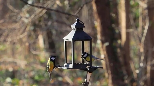 Great tits at a bird feeder in a park, slow motion